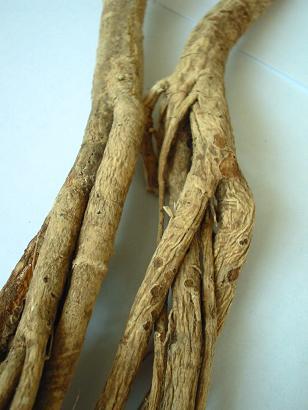 Dried astragalus root 